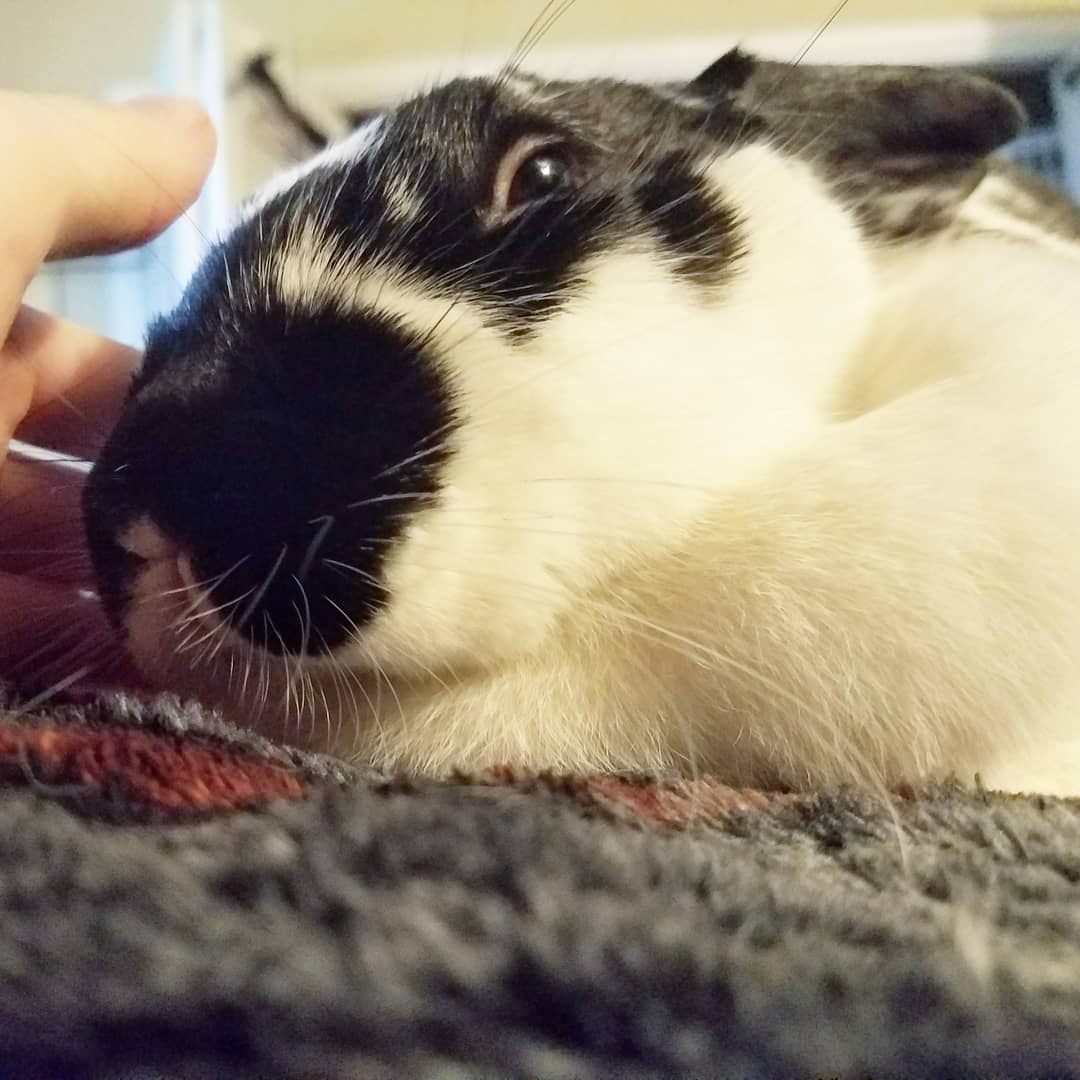 Gary_The_Gerbil's tweet image. Dis my big lil sister Snoopy. 

Dis her mouf. 

I loves her. 

#bunnies 
#mouf