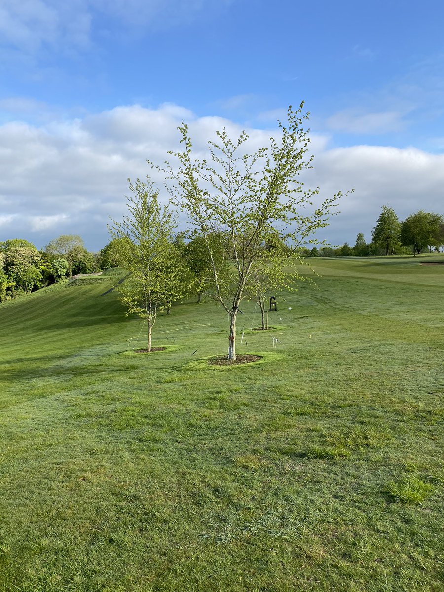 EGCgreens's tweet photo. The new trees behind greens 2 &amp; 4 and right of the 3rd fairway doing well. The wildflowers also loving the rest the course is getting. https://t.co/JgKSgeE0aj