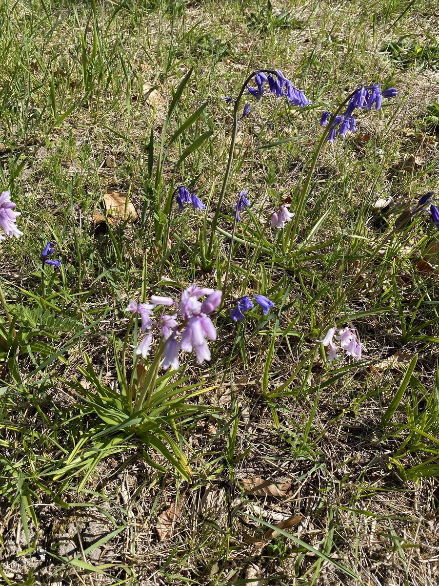EGCgreens's tweet photo. The new trees behind greens 2 &amp; 4 and right of the 3rd fairway doing well. The wildflowers also loving the rest the course is getting. https://t.co/JgKSgeE0aj