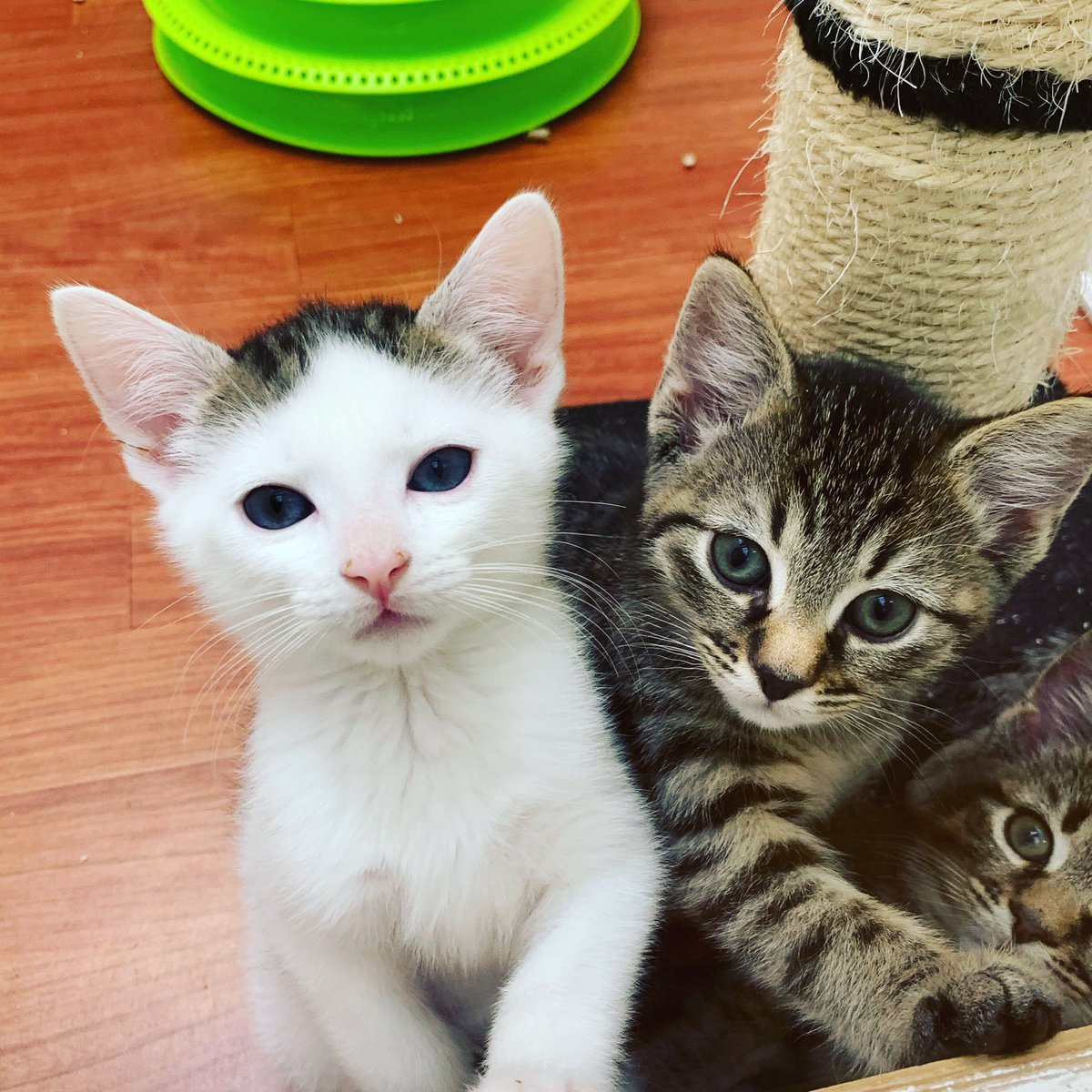 HeatonsCats's tweet photo. Little Tip and Dash looking adorable this afternoon. And we have little Eric photobombing in the corner 😹 #brosforlife #catphotobomber #kittens #catsposing #cats_of_instagram #rescuedismyfavoritebreed https://t.co/7eFqEznTxS