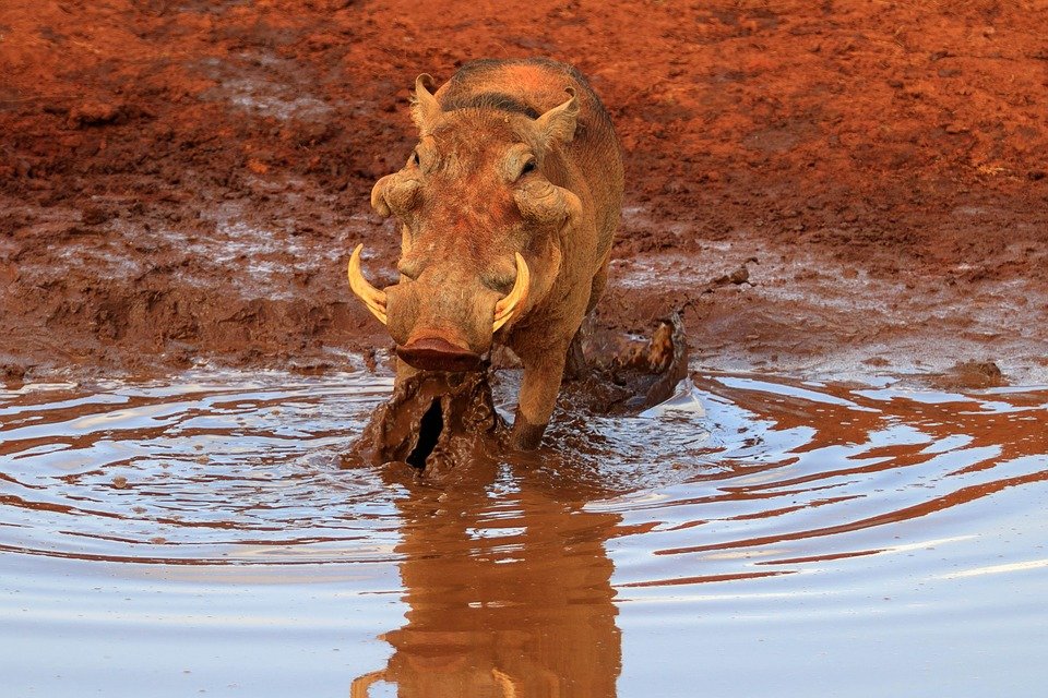 #SundaySights: A warthog enjoying a muddy african bath. 
#warthog #wildlife #gamedrive #safari #southafrica
#ExploreDiscover