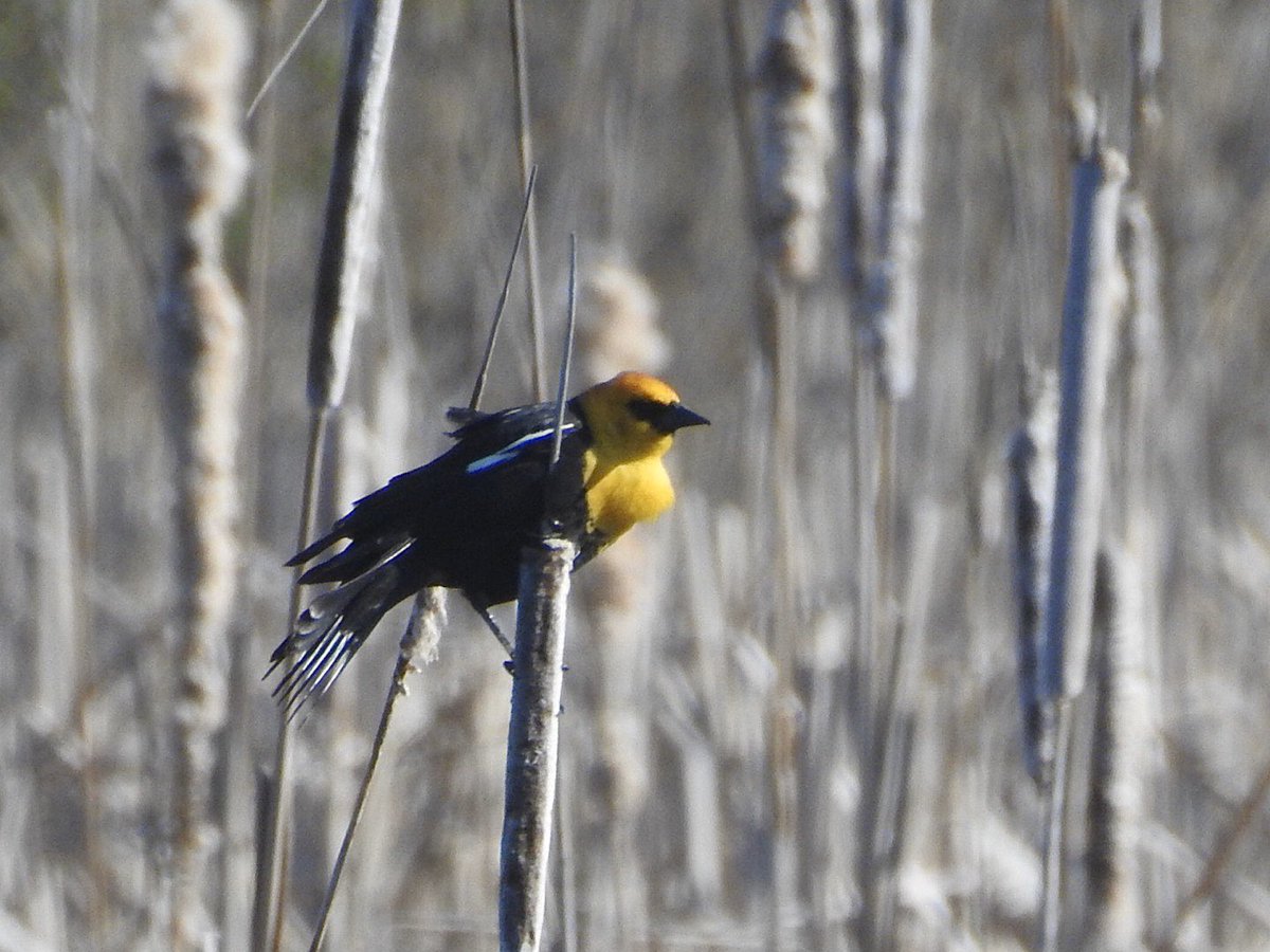 beattymn's tweet photo. Hard to beat the feeling when this Yellow-headed Blackbird shows up at a site after years of wetland restoration! #CalumetRegion https://t.co/rXfjGUJj3b