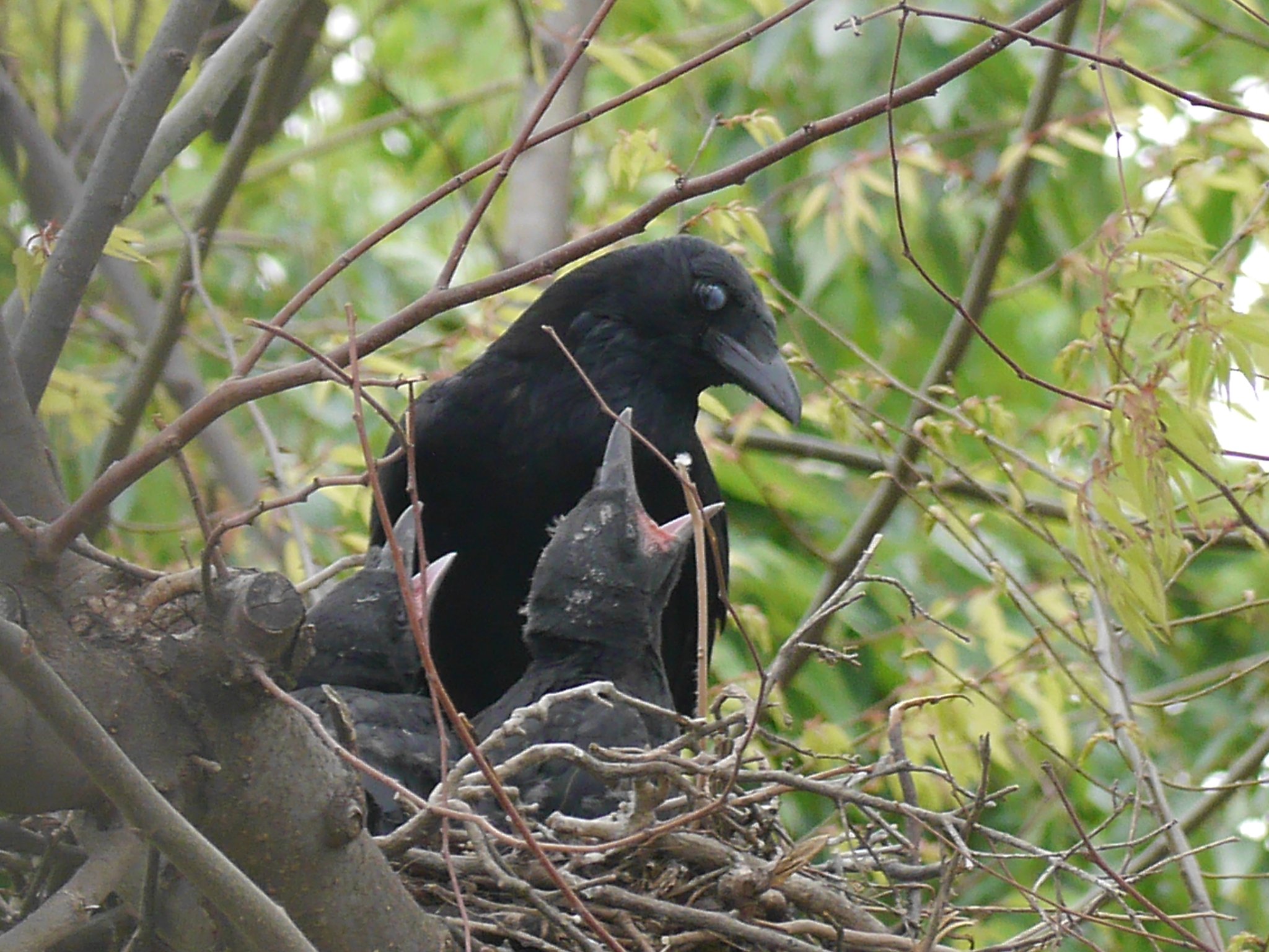 たけ 家の前の公園にカラスが巣を作って子育て中 親に威嚇されまくり カラス 子育て中 威嚇されまくり カラス怖い