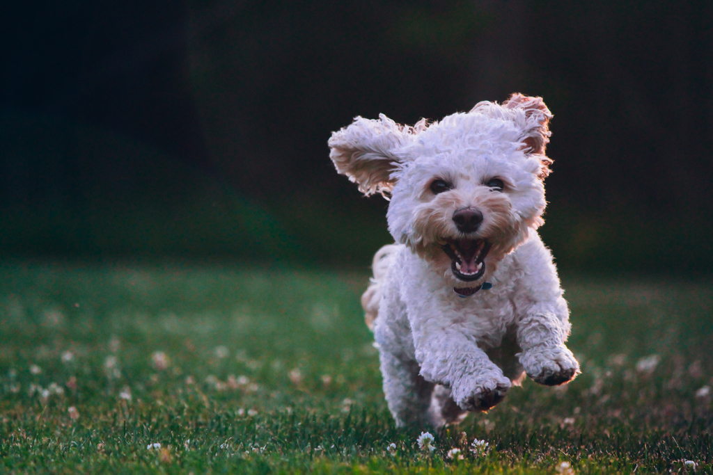 PawifyP's tweet image. Run! Run like the wind! #fastdogs 
#dogsofinstagram #dogstagram #dog #dogs #doglovers
