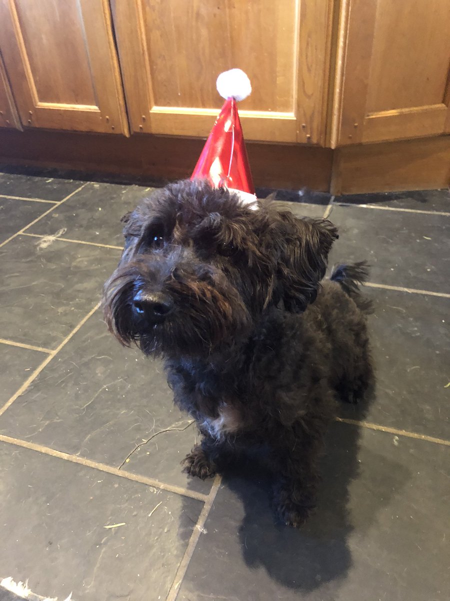 NicHandle's tweet photo. @david_glynn Our jackapoo! Be prepared for the class clown!!! https://t.co/sTMEBDuU5M