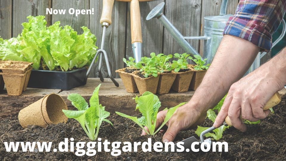 FrankFerragine's tweet photo. If you live in SW Ontario, GTA to Bowmanville! We are open! Delivering Ontario grown plants safely to your door in under a week! We have flowers, herbs and even organic veggies. Inventory changes daily! https://t.co/JnvQKiNF12 https://t.co/4eelkzIUuA