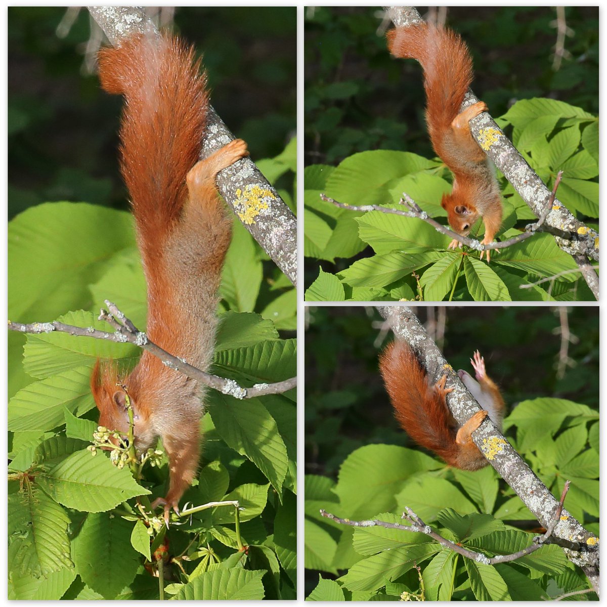 MeierTine's tweet photo. Eines von Michelles Kleinen beim Versuch an die Blüten der #Kastanie heranzukommen. Da war es erst 9 Wochen alt. 😍 #eichhörnchen #nachwuchs #eichhörnchenbaby https://t.co/AOPatjUdtb