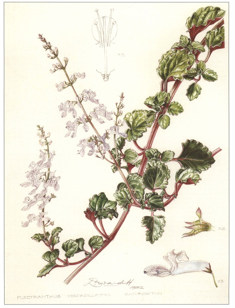 Botanical illustrator Cythna Letty died today in 1985, and the <a href="/BotSoc/">Botanical Society SA</a> of South Africa awards a medal in her name. An Honorary PhD from <a href="/WitsUniversity/">Wits University</a>, she drew 730 illustration for Pole-Evan's "Flowering Plants of Africa" and published a revision of the genus Zantedeschia.