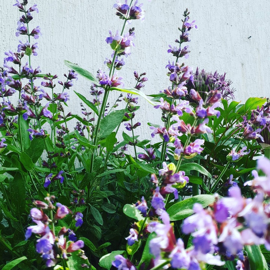 Mauricio Díaz Orlich tweet media