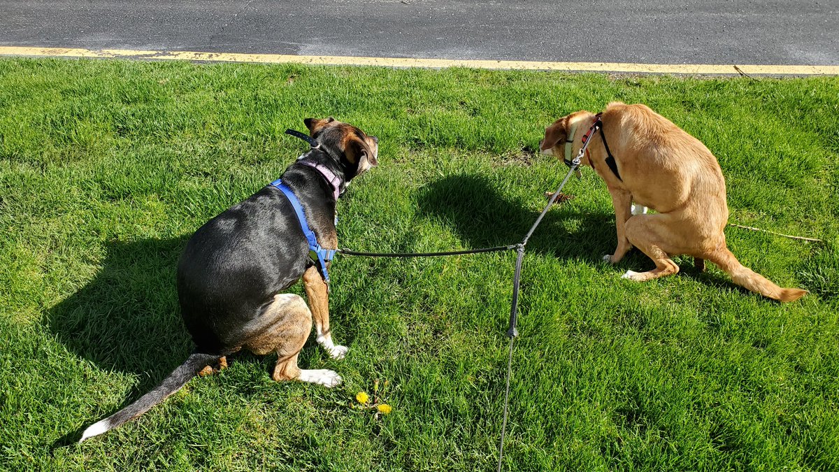 SQLBek's tweet photo. Everyone has something elusive they pursue in life. I've just captured mine: the Double Deuce.
#SadieTheDog #JessTheDog #SynchronizedPooping https://t.co/rLhFvIE9Fc