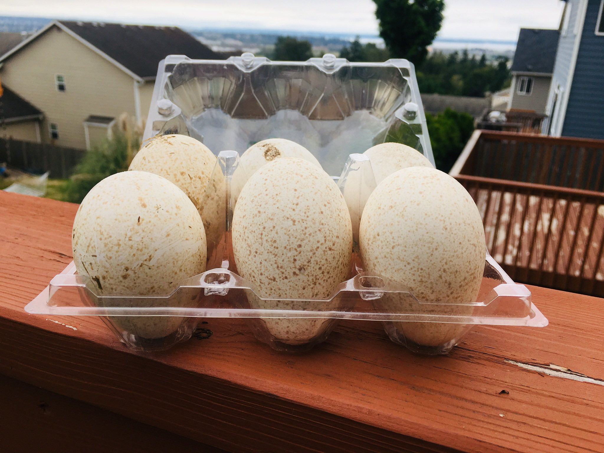 Rex Miller on X: @LemonPiBoutique I bought them from a lady who lives  around my neighborhood. I think she also sells goose eggs. I know chicken  eggs for sure too. I actually