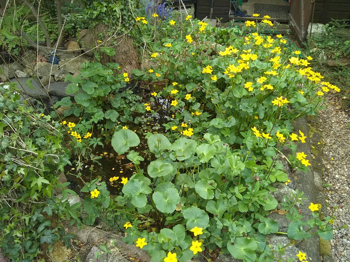 al70morley's tweet photo. @EMCommunityRail @weareEMR @EastMidRailway For wildlife in your garden, probably the best thing you can do is make a pond. Here is our pond with Marsh Marigolds in bloom, a little cold today though for the frogs, but our stone frog is still happy😄  #EMRgardening https://t.co/9rKN2gTVhE