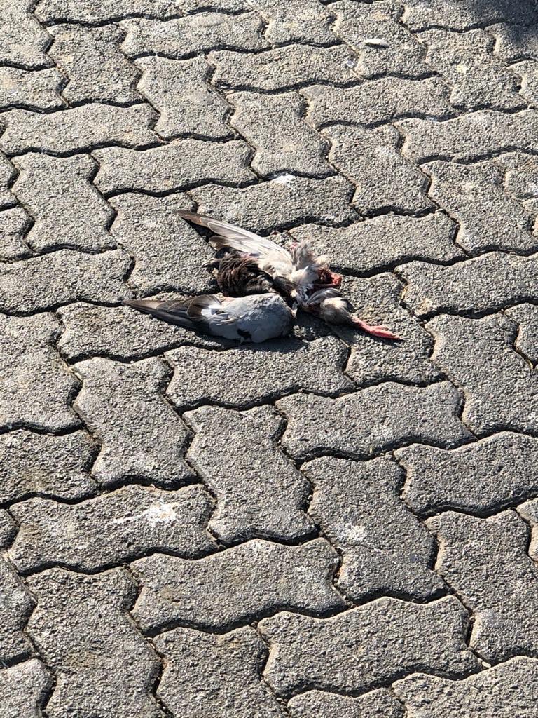 MenacePigeon's tweet photo. Dear Bird feeders, it’s high time you think about where you put your grains. On pretext of lockdown, feeding on road, arguing with people trying to explain you it’s not safe, look after you walk away you are letting them die on road. Totally unacceptable and careless behavior. https://t.co/npyXKApWgu