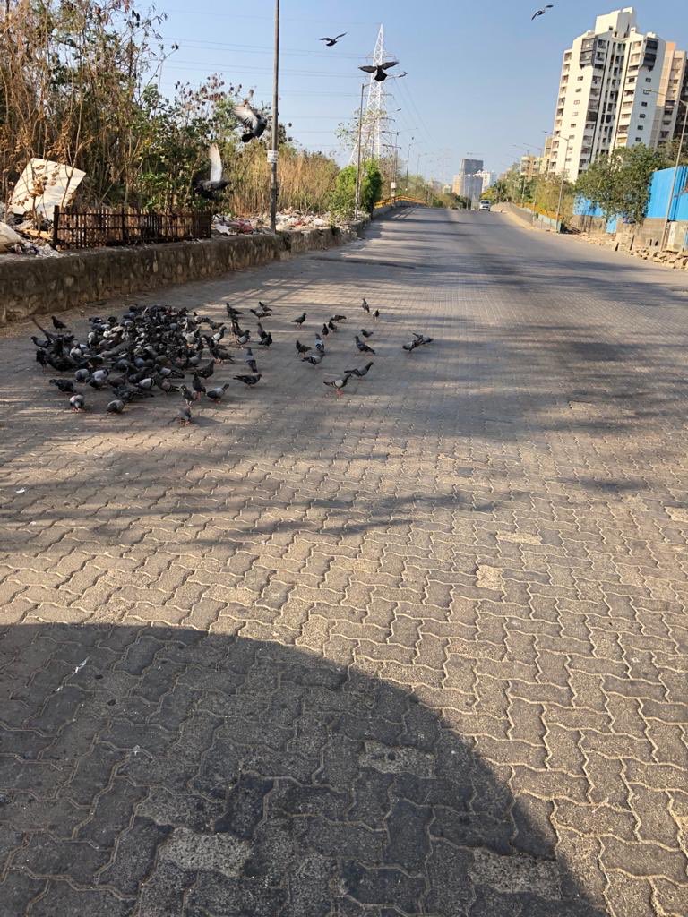 Dear Bird feeders, it’s high time you think about where you put your grains. On pretext of lockdown, feeding on road, arguing with people trying to explain you it’s not safe, look after you walk away you are letting them die on road. Totally unacceptable and careless behavior.