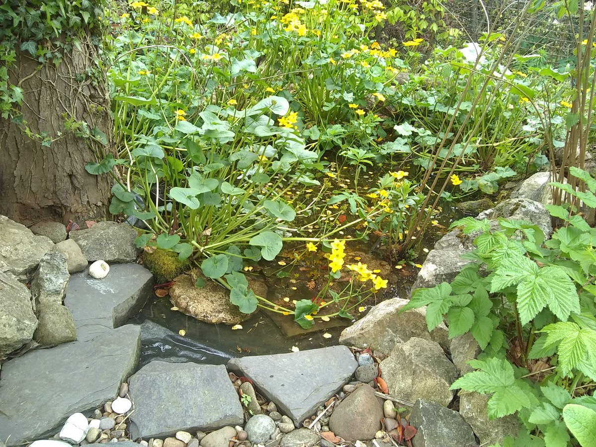 al70morley's tweet photo. @EMCommunityRail @weareEMR @EastMidRailway For wildlife in your garden, probably the best thing you can do is make a pond. Here is our pond with Marsh Marigolds in bloom, a little cold today though for the frogs, but our stone frog is still happy😄  #EMRgardening https://t.co/9rKN2gTVhE