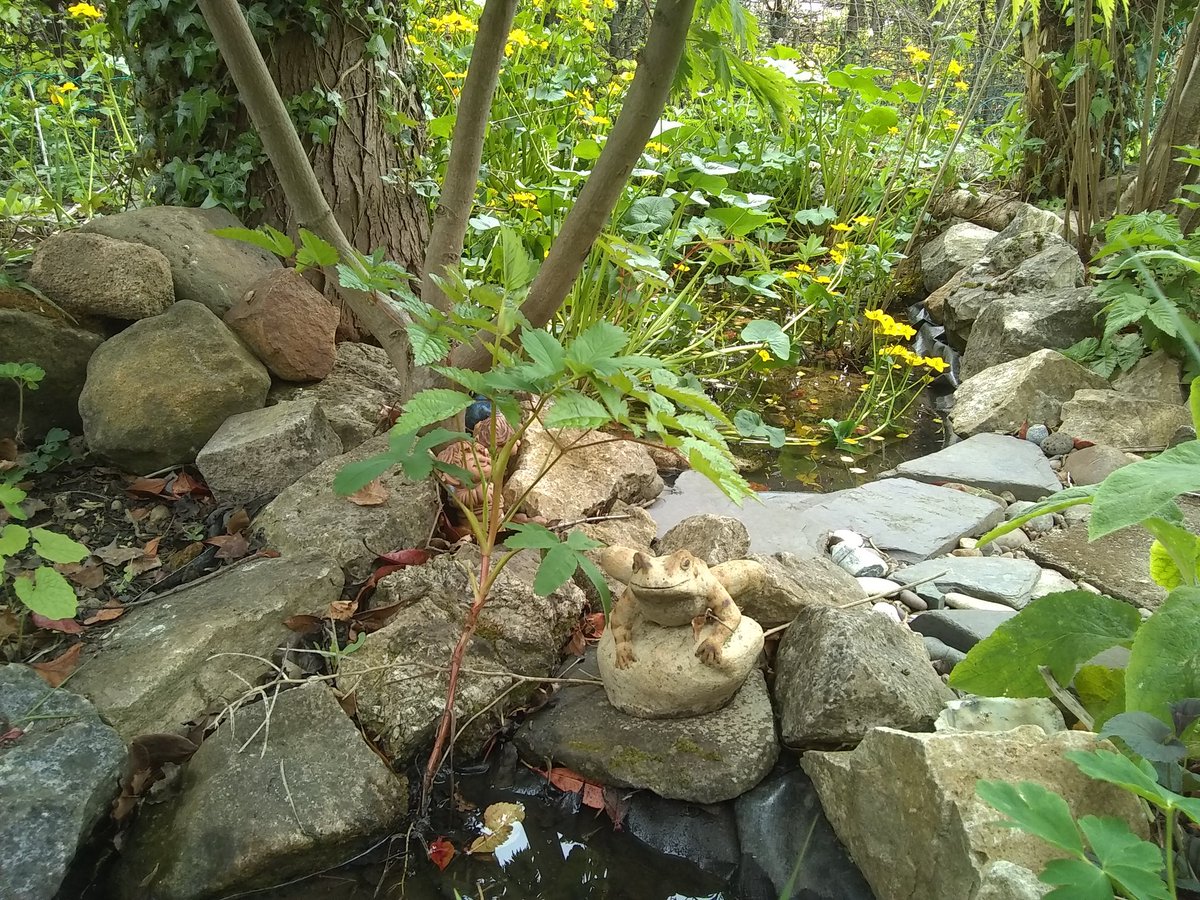 al70morley's tweet photo. @EMCommunityRail @weareEMR @EastMidRailway For wildlife in your garden, probably the best thing you can do is make a pond. Here is our pond with Marsh Marigolds in bloom, a little cold today though for the frogs, but our stone frog is still happy😄  #EMRgardening https://t.co/9rKN2gTVhE