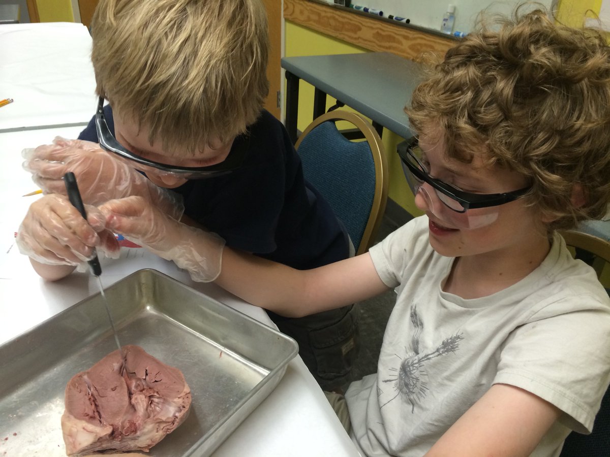 DirkNC's tweet photo. Dissecting a sheep's heart with @erg28613 at @cscscience. #FutureBiologists #NCMuseumsUnlocked https://t.co/G5Qg2OpoRi