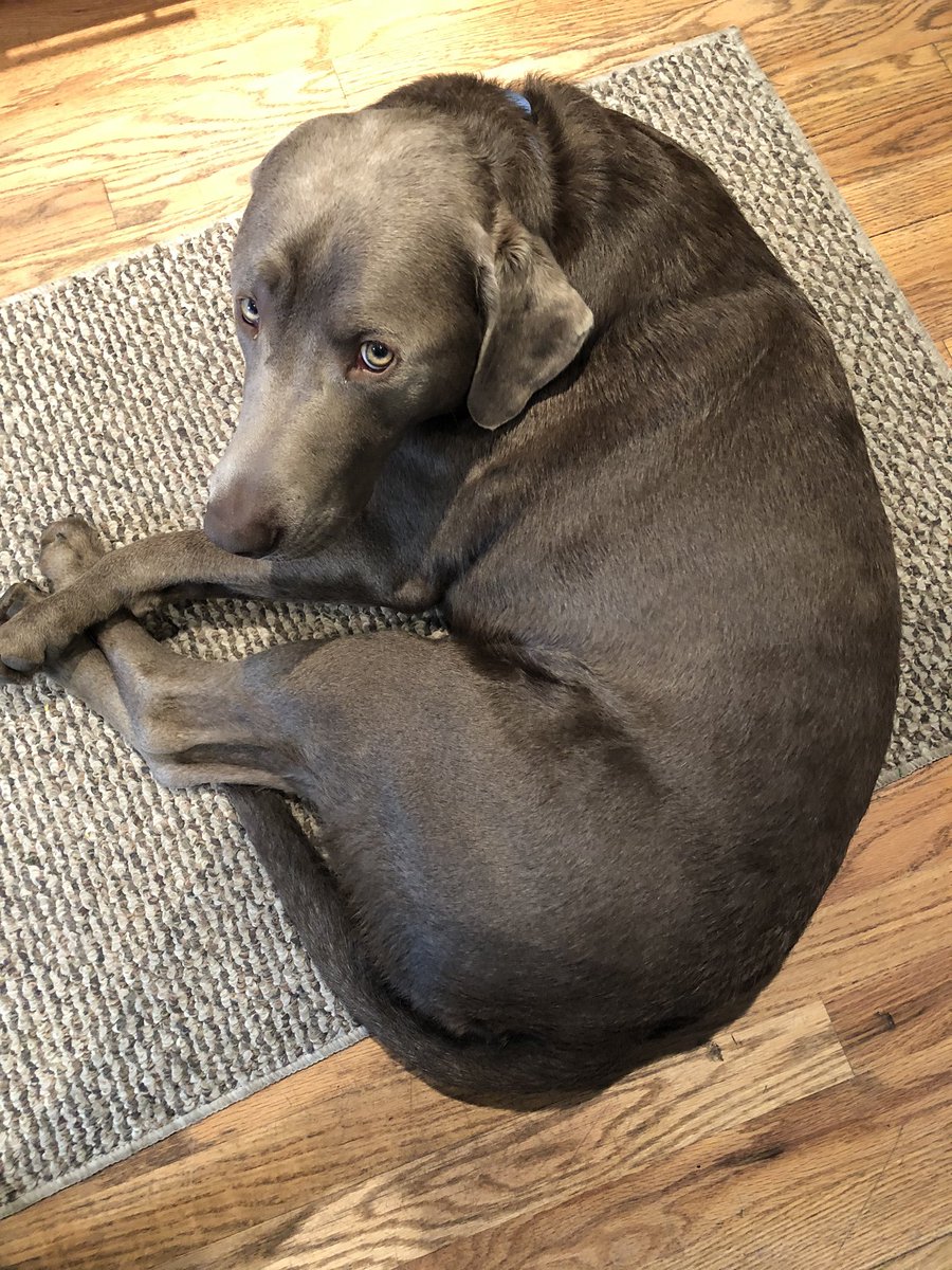 grammarguy's tweet photo. We love having Duke stay for a few days. https://t.co/5w8MWIpgUp