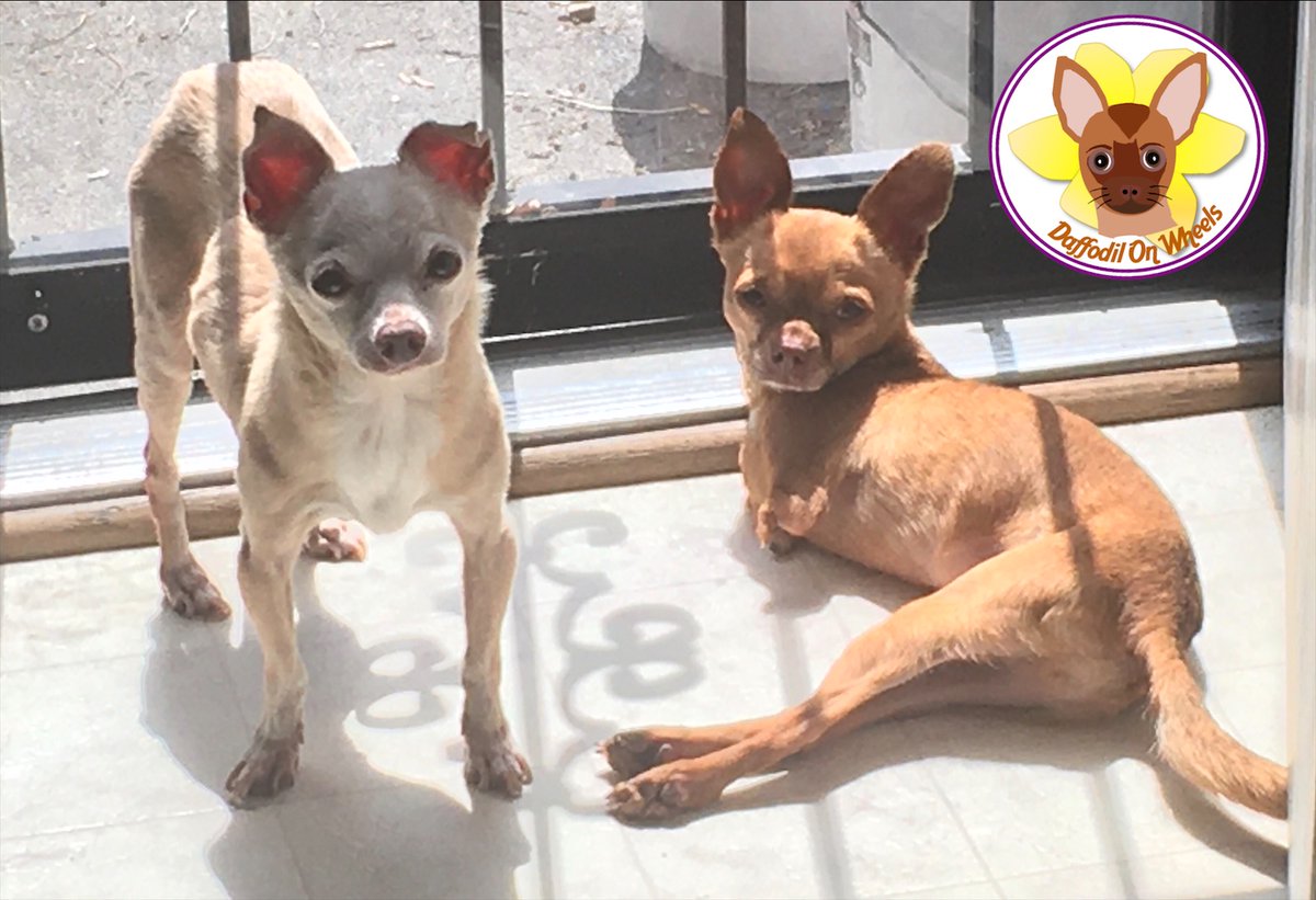DaffodilsWheels's tweet photo. Happy National Specially-Abled Pets Day!
From Daffodilonwheels and Pepin the Short❤️
#DaffodilOnWheels #twoleggeddog #speciallyabledpetsday #wheelchairdog #chihuahua https://t.co/x4UqNdUOT9
