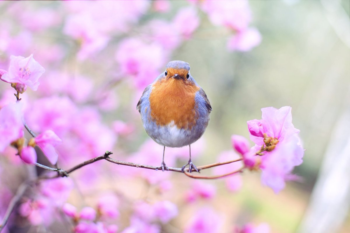 MyEngLang's tweet photo. Happy #DawnChorusDay! Do you recognise all the birds in your garden? Join us for bird vocabulary & beaky chat on this fabulously feathered dayποΈπ¦
π¦π¦ https://t.co/LP6m2glOEl
@Natures_Voice #sundayvibes #sundaymotivation #birdwatching #birdsong #BirdSongBasics https://t.co/Y8mhDvunDJ