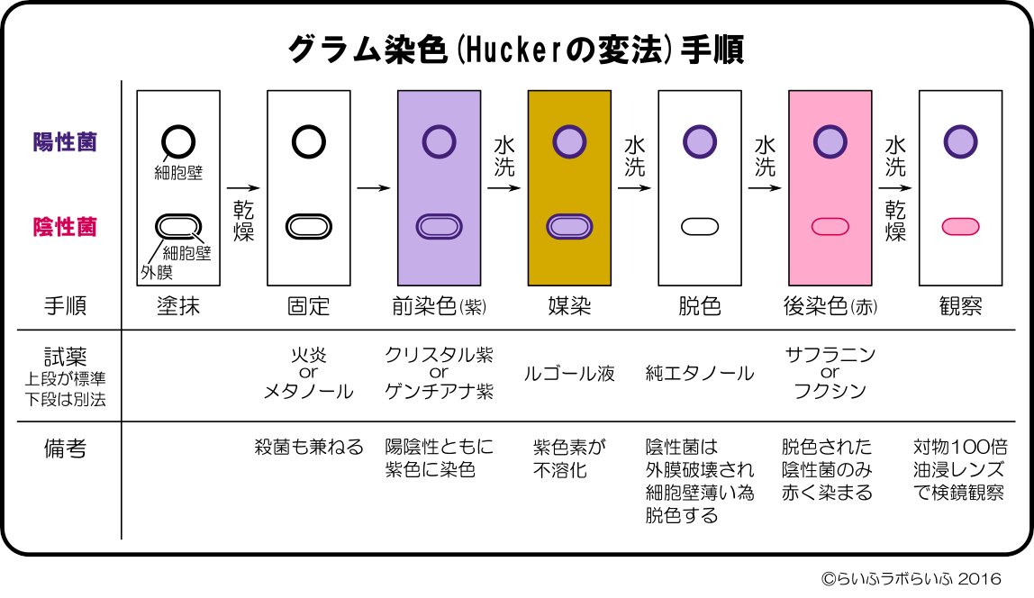 ばくてり 細菌擬人化bot A Twitter 検査 グラム染色の手順フローです 原理は アルコール脱色の際に細胞壁が厚いと紫が残り陽性菌 紫 細胞壁が薄いと紫が溶け出し後で赤く染まるので陰性菌 赤 となります 脱色が最重要なステップです T Co