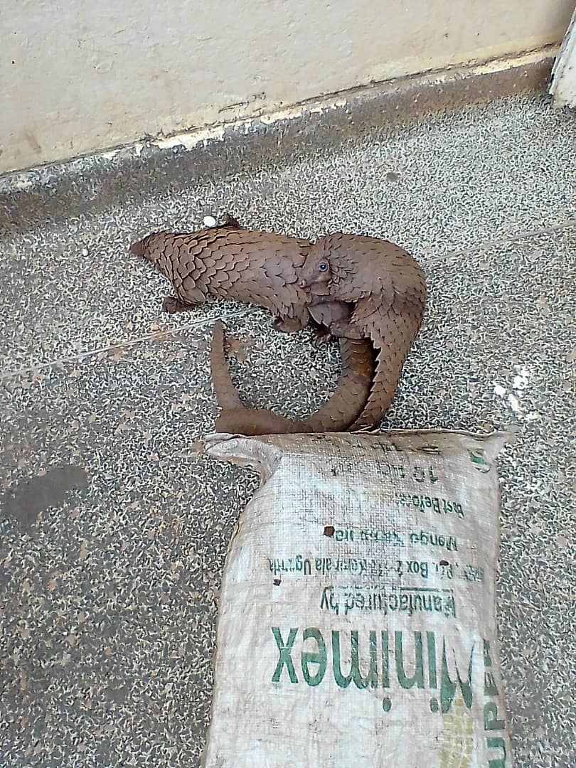 Wildlife Conservation Society, Uganda tweet media