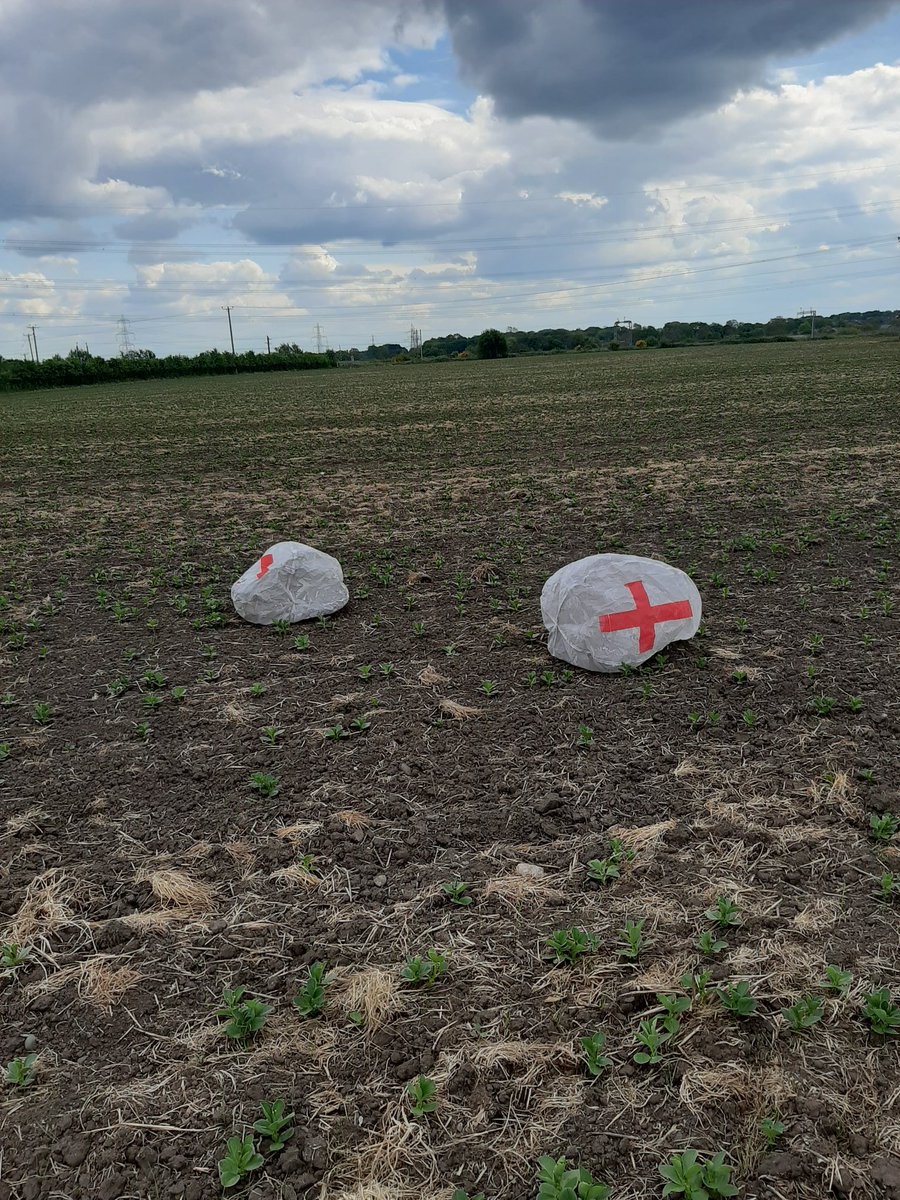 amanda williams tweet media