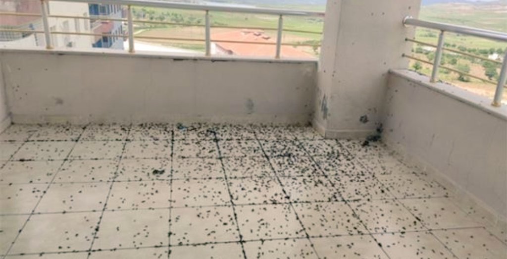 TahirSimsek's tweet image. #Batman #Gercüş&apos;de bir evi #böcekler istila etti! Ev sahibi #UğurSoyvural: &quot;Apartmanın 8. katında oturmama rağmen bu kadar böceği bir arada ilk kez görüyorum&quot;