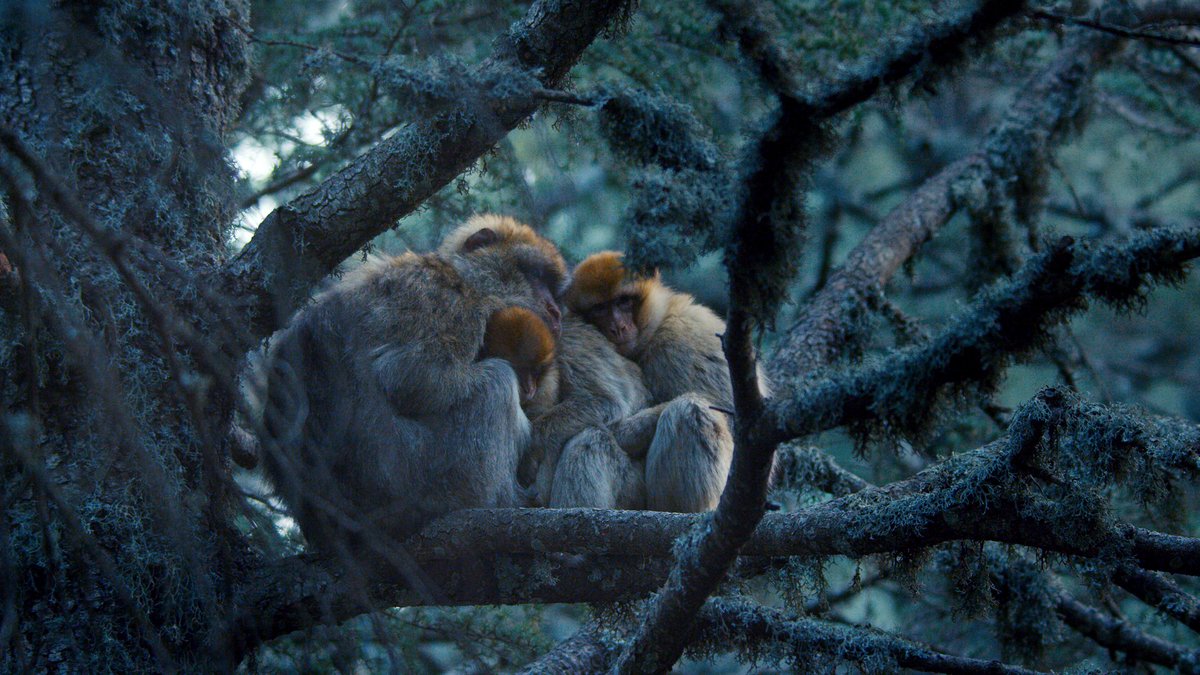 Anyone else fancy being in the middle of a monkey huddle 🙋🏻‍♂️

#Primates 

Beautifully filmed by <a href="/badgerboy05/">Lindsay McCrae</a> 

<a href="/BBCOne/">BBC One</a> <a href="/BBCEarth/">BBC Earth</a> <a href="/ChrisGPackham/">Chris Packham</a>