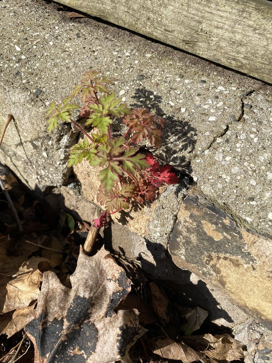 biltonlaneway's tweet photo. Herb Robert, Spikenard, Hepatica ? The grand reveal soon enough, #slowlane #raspberrycane https://t.co/EqCV1vo5z9