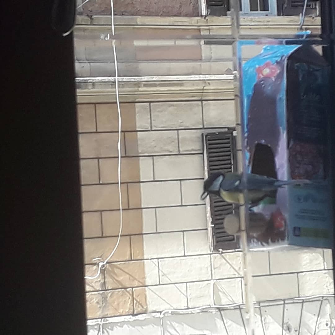 francesco_web's tweet photo. Una finestra sulla natura: un piccolo affamato con le alti si porta avanti con il #Takeaway 
#NaturePhotography #nature #lifestyle https://t.co/JtlkqFtVCK