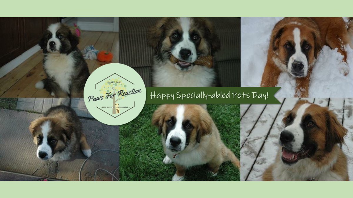 PawsForReaction's tweet photo. Hazel would like to wish her fellow disabled dogs a Happy National Specially-abled Pets Day &amp; share her story. Her happy-go-lucky attitude &amp; loving spirit despite her circumstances are remarkable. https://t.co/EkwVspsTv8
 #SpeciallyAbledPetsDay https://t.co/lgGzZtiewn