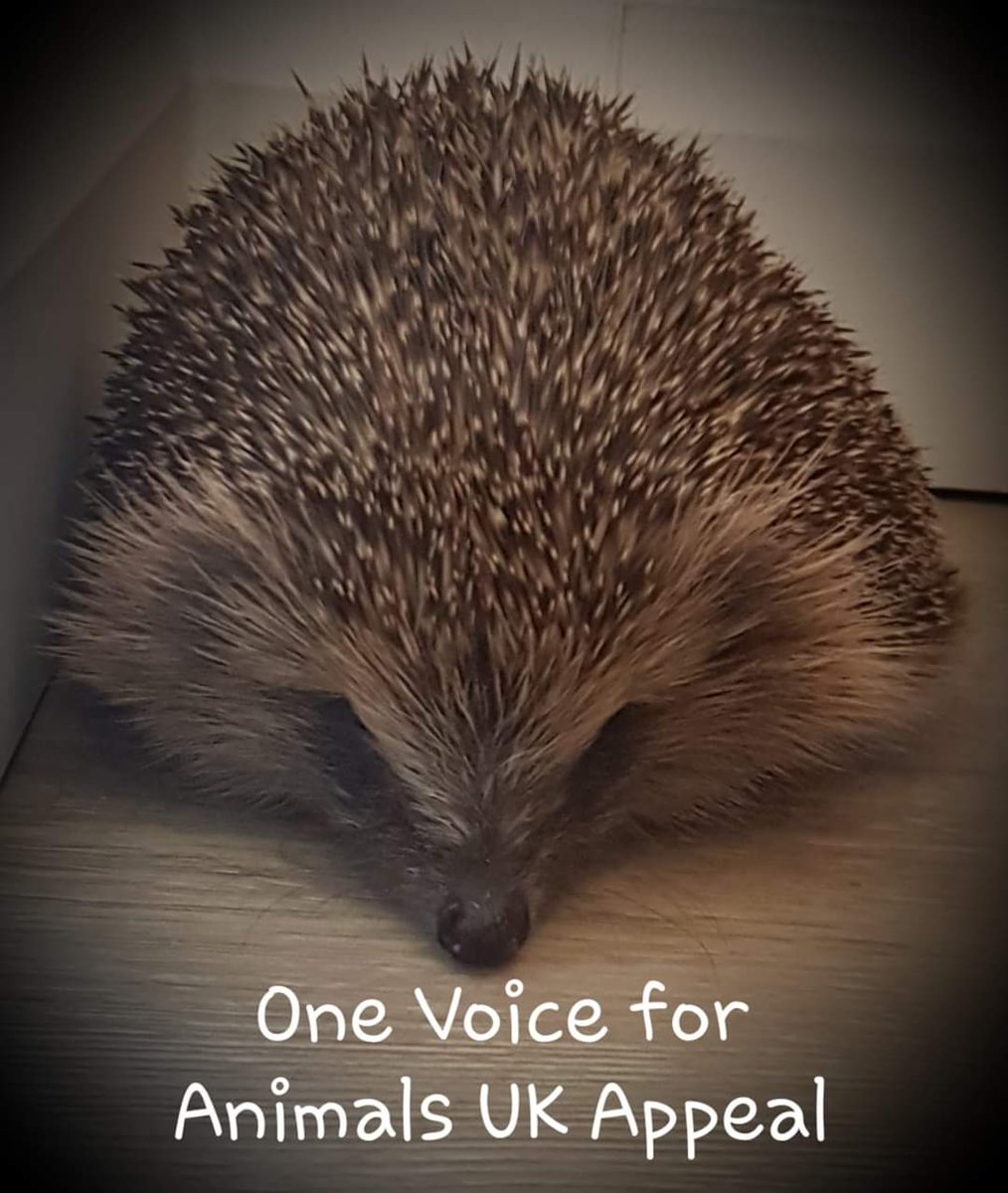 RhinoAlive's tweet photo. #hedgehogweek
52 Hedgehog Rescues across the UK need you. Find yours on  https://t.co/JJPceCuA8R
#onevoiceforanimalsuk https://t.co/3Y8QuergH1