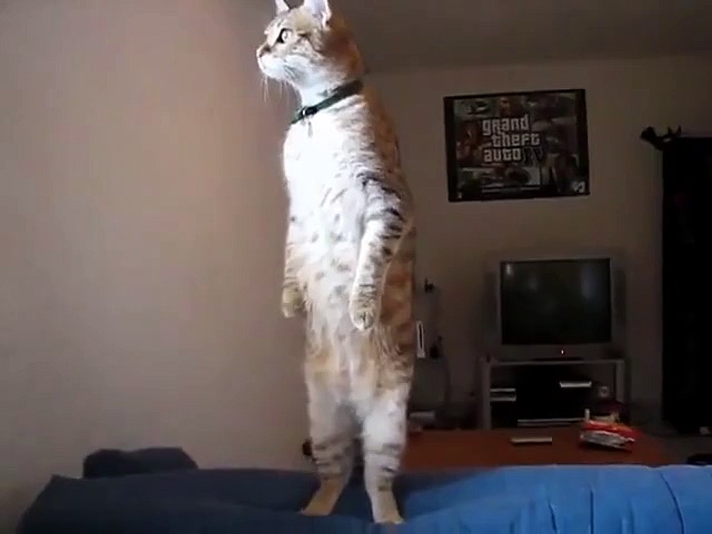 Кот идет на двух лапах