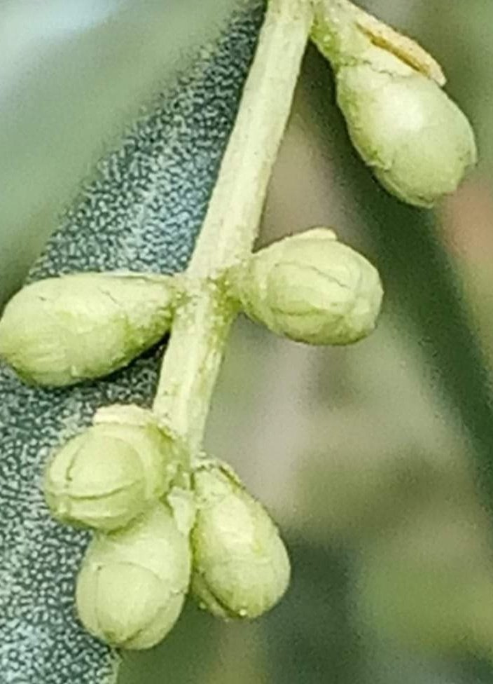 BioSpremi's tweet photo. Iniziamo a fare l'olio nuovo
🌱 https://t.co/bkIdb6HlLg