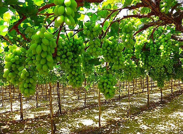 TreadeeO's tweet photo. #export_quality #expor @APEDADOC #overseas_trade #exim #Grapes #agree_comodity 🍇
Fresh Grapes🍇
-Immunity booster
Place of Origin: Nashik,Maharashtra
Quality: A-Grade
Color: Naturally light green
Features: Hygienically packed

Regards,
TREADEE OVERSEAS,
#STAYSTRONGSTAYHEALTHY 🤗 https://t.co/uqCTMMlpO5