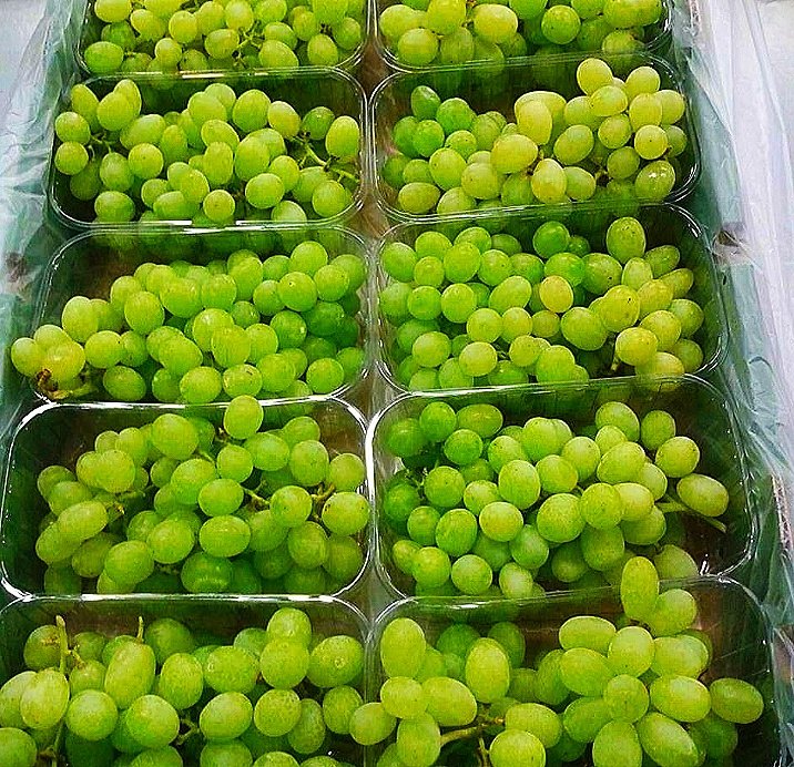 TreadeeO's tweet photo. #export_quality #expor @APEDADOC #overseas_trade #exim #Grapes #agree_comodity 🍇
Fresh Grapes🍇
-Immunity booster
Place of Origin: Nashik,Maharashtra
Quality: A-Grade
Color: Naturally light green
Features: Hygienically packed

Regards,
TREADEE OVERSEAS,
#STAYSTRONGSTAYHEALTHY 🤗 https://t.co/uqCTMMlpO5
