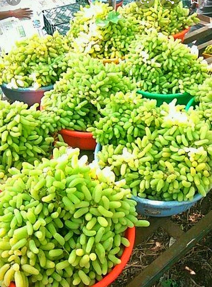 TreadeeO's tweet photo. #export_quality #expor @APEDADOC #overseas_trade #exim #Grapes #agree_comodity 🍇
Fresh Grapes🍇
-Immunity booster
Place of Origin: Nashik,Maharashtra
Quality: A-Grade
Color: Naturally light green
Features: Hygienically packed

Regards,
TREADEE OVERSEAS,
#STAYSTRONGSTAYHEALTHY 🤗 https://t.co/uqCTMMlpO5