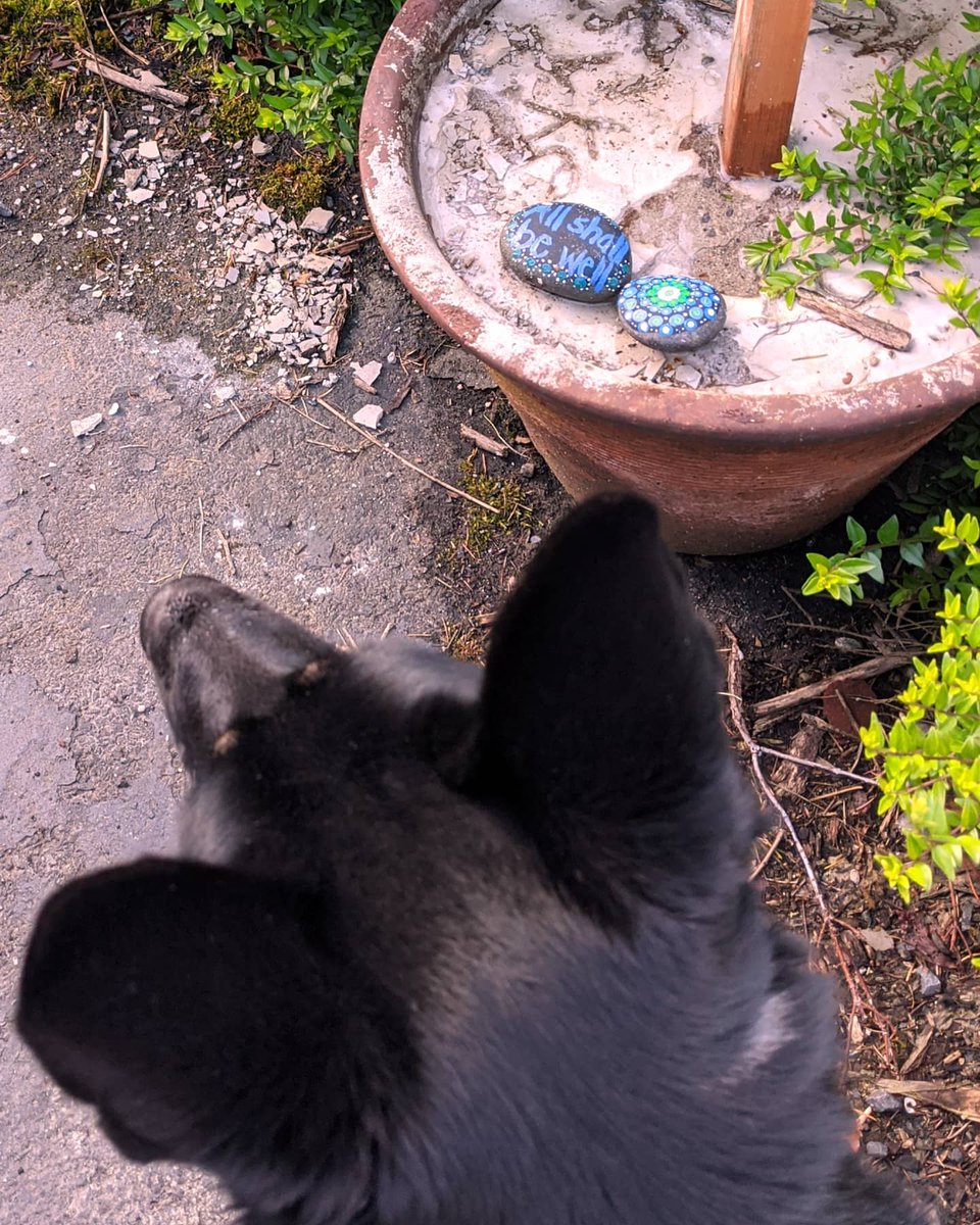 JAGCORPS9's tweet photo. Good morning Shoreline Rocks! Ms. Fiona spies two painted rocks and a directional sign. If you like science fiction and wizardry, this sign post is for you.  Somewhere between 185th Ave NE and 200th Ave NE and Wallingford.   Good Luck!  And GO!  #ShorelineLivingMoops. https://t.co/ZOL1rQAuxO
