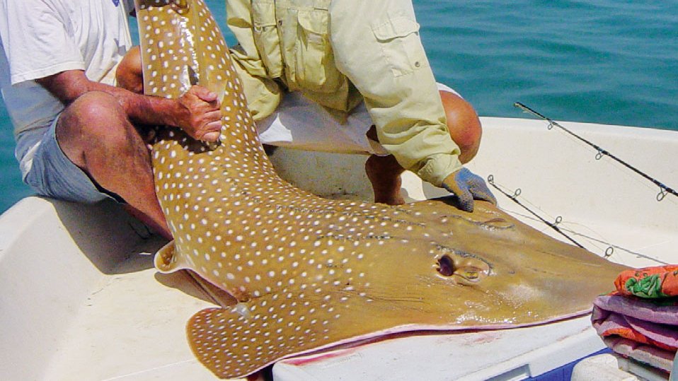 #VickySharkNews: Save the Guitarfish!!! Besides having an awesome name they are now one of the most critically endangered SHARKS in the world. That's right guitarfish, also called #wedgefish, are sharks! They're just #FlatSharks.