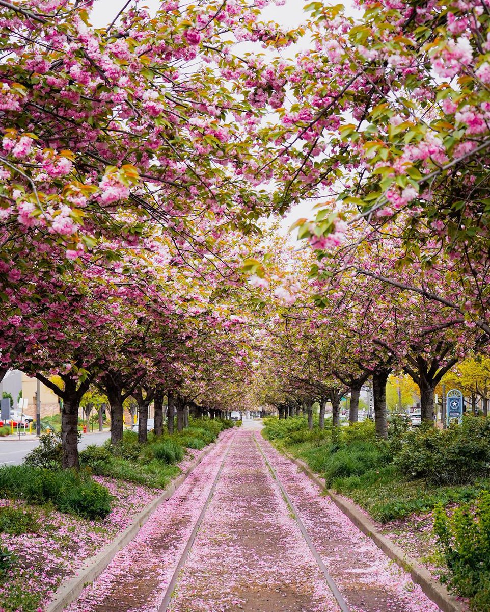 DelRiverWfront's tweet photo. We have one word for you … breathtaking 😲! #InThisTogether #MyPhillyWaterfront #SpringinPhilly [📸: @KyleHuff] https://t.co/Dcw4sLqFOD