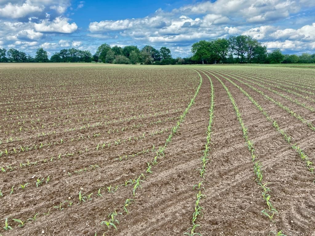 HORSCH_France's tweet photo. [MAESTRO] La coupure de rang automatique sur le Maestro CX fonctionne à merveille 👌🌱🚜 . Résultat des semis chez notre responsable produits semis Rémi. https://t.co/h3OQP3W9oi