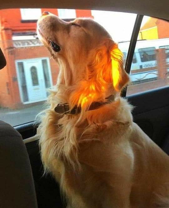 warnerbooksx's tweet image. brilha linda flor