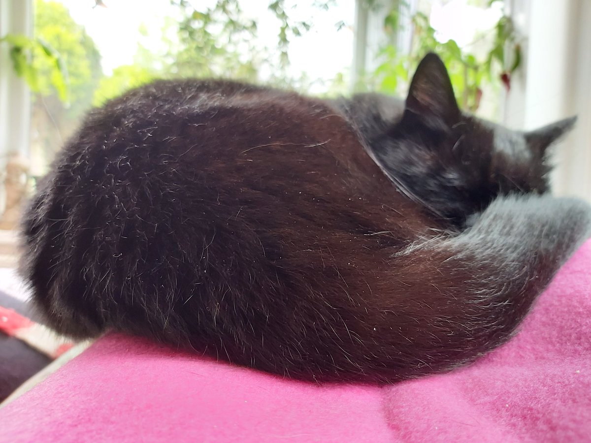 SerenCat's tweet photo. There's really no need to get up today is there? https://t.co/Q40ZEVbhSu