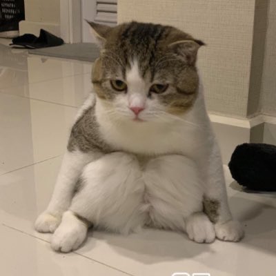 ju tweet media
