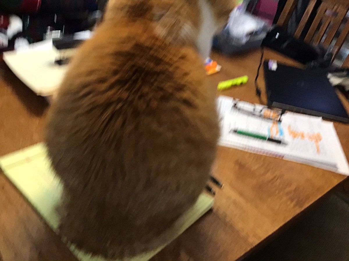 LOCoachE's tweet photo. As I am trying to get some things done on the table, Oliver has decided to help me by sitting on my notes. He is sooooooo helpful!!! #lifewithOliver https://t.co/vvMiL0wlqs