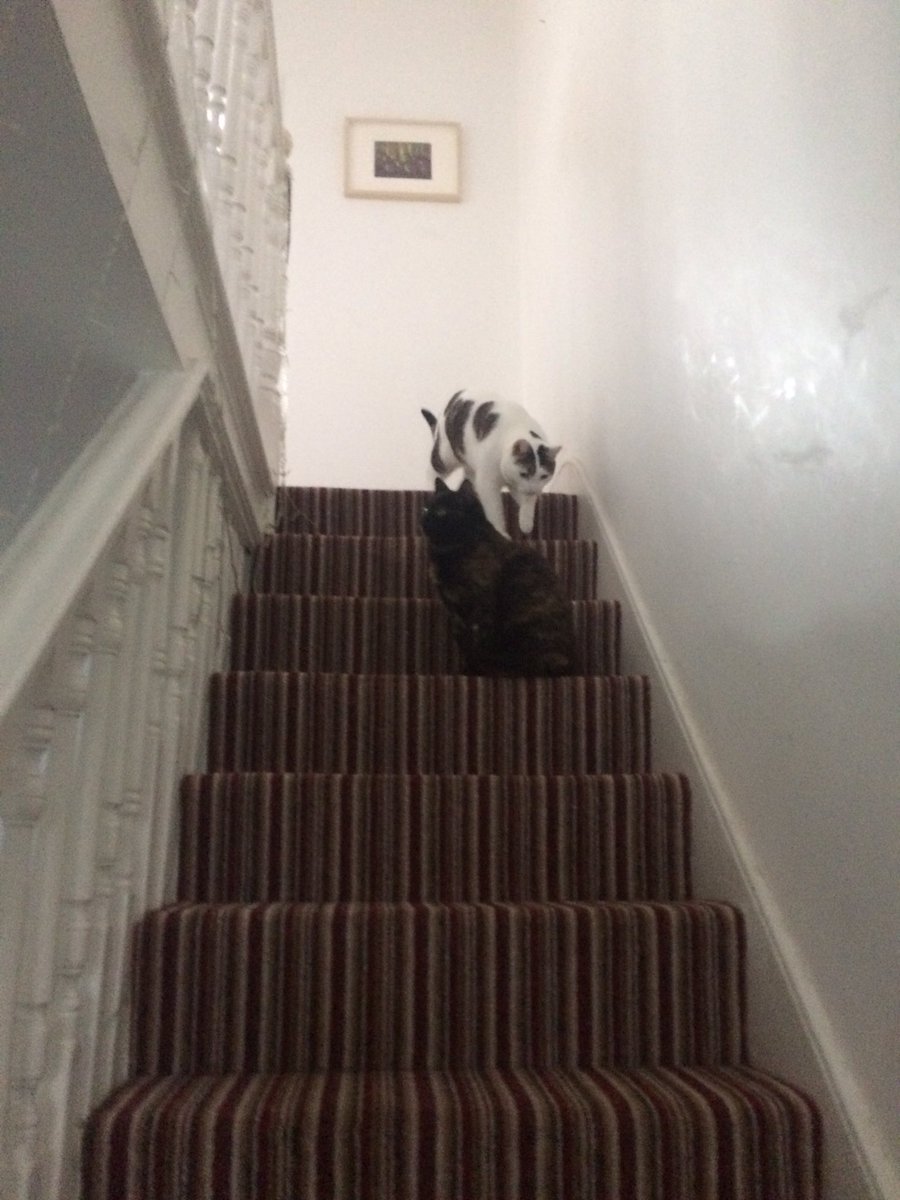 apksachar's tweet photo. These two.... and a dead mouse at the bottom of the stairs.
#MustNotBeAngry #DameShirleyBassi #KeiththeCat https://t.co/H3IXF1nFf4