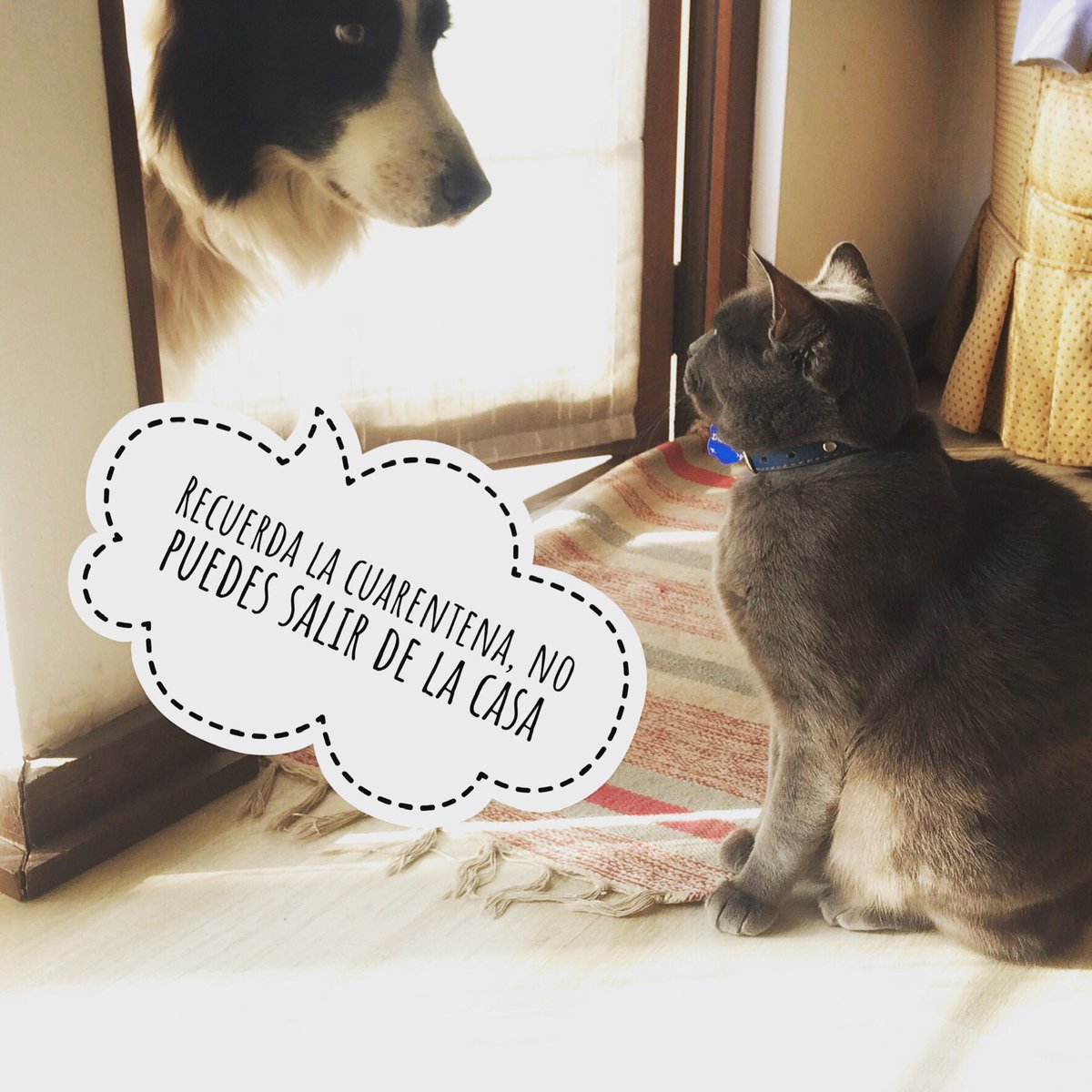 consultadelgato's tweet photo. Conversaciones de un perro y un gato durante la pandemia 🐱🐶 #sipuedesquedateencasa https://t.co/HwnEeW7nV9