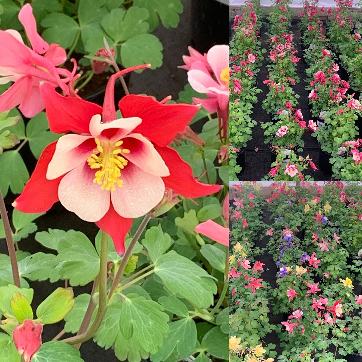 BlomidonNS's tweet photo. Aquilegia looking so beautiful today in the #perennial houses!
https://t.co/y3xf1568uH
#PerennialsForShade
#GrownInNovaScotia
#shoplocal
#WeDeliver #novascotia
#blomidonnurseries
#yoursolutionprovider https://t.co/IoyRhKBVup