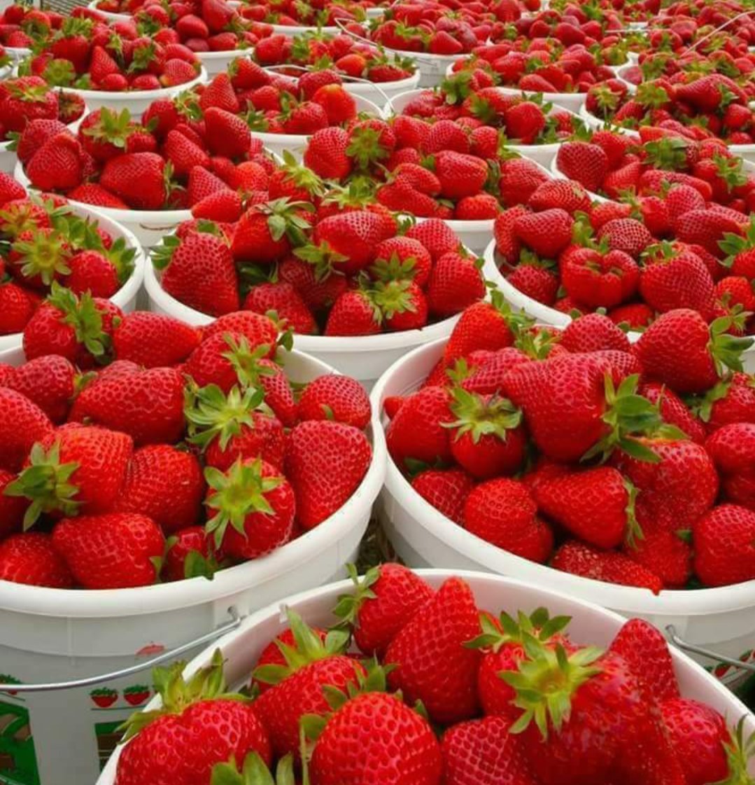 ds_ole's tweet photo. ~In the Name of Jesus, The name above every other name. "During crisis times, I declare you will enjoy the sweet of the land and harvest surplus in every area of your life. RECEIVE IT!"
#Olakira🌠🇰🇪
#TheblessingsofGod🥀💯 https://t.co/3Fm3sBDvzX